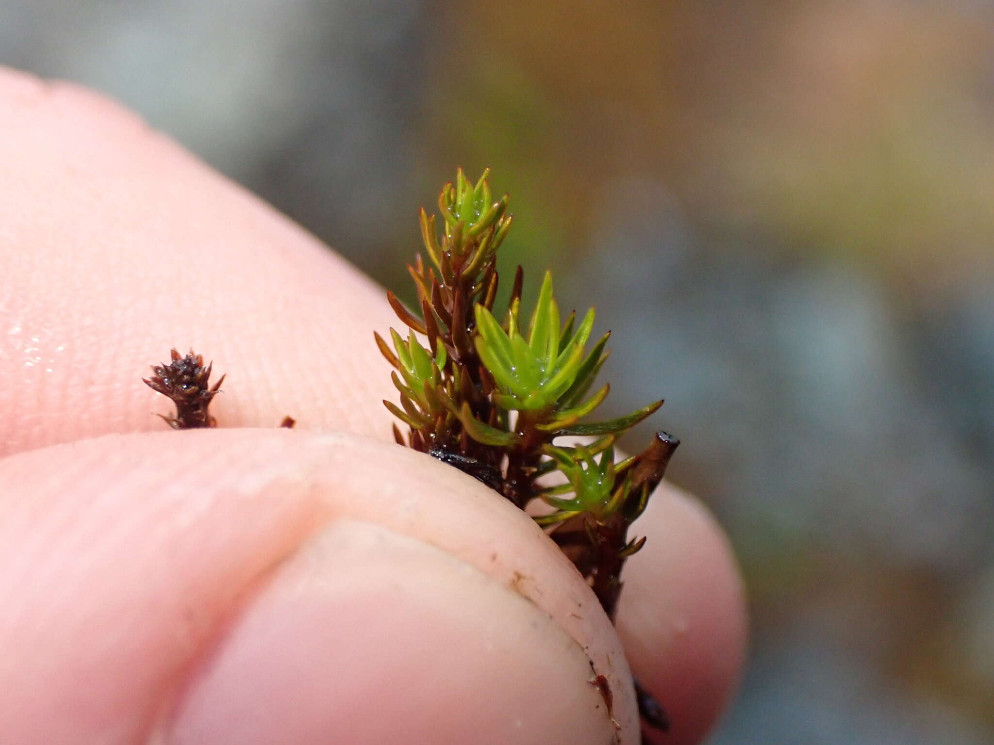 Imagem de Polytrichastrum sexangulare G. L. Smith 1971