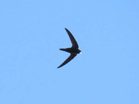 Image of Western Common Swift