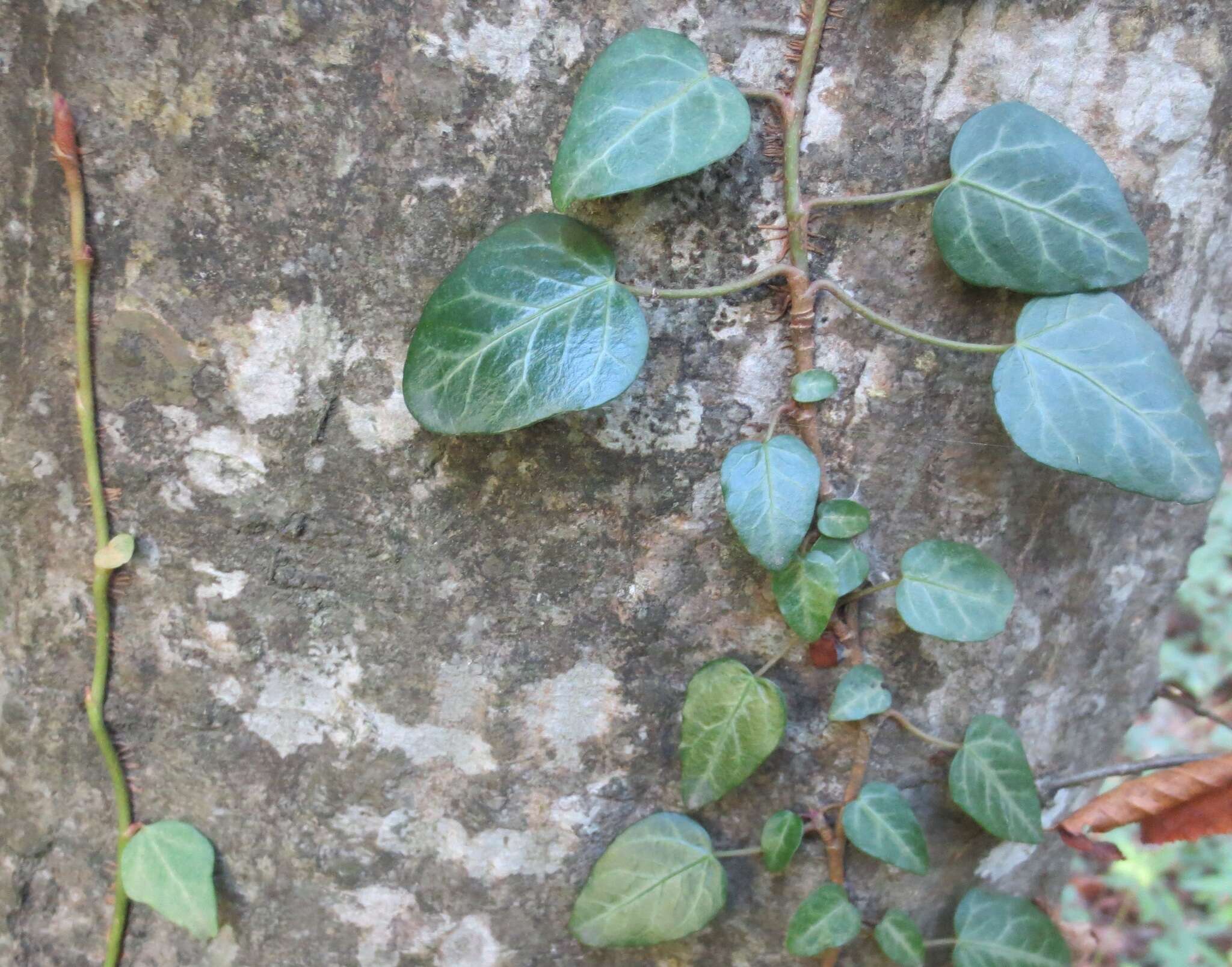 Image de Hedera pastuchovii Woronow