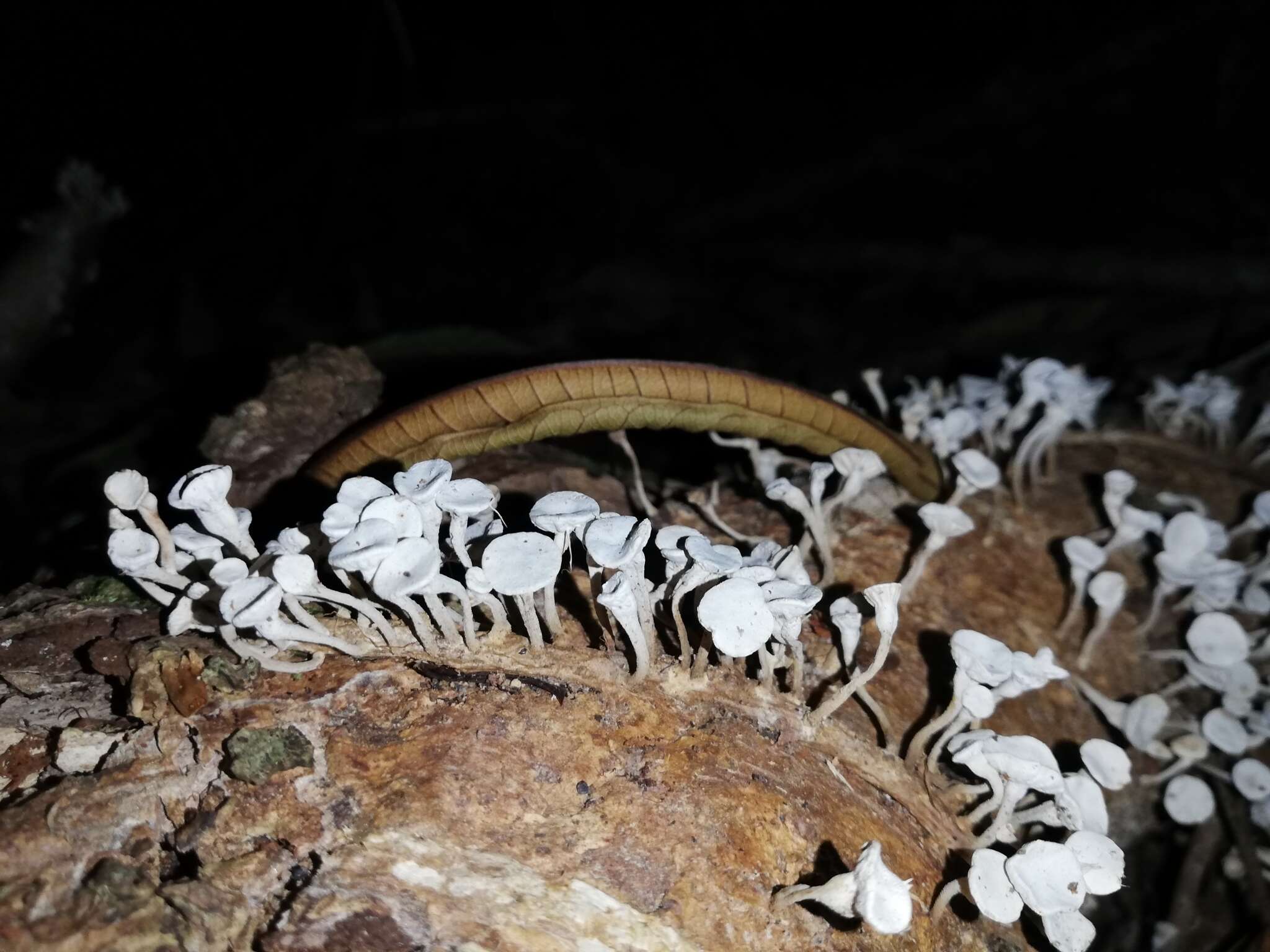 Gymnopus montagnei (Berk.) Redhead 2014 resmi