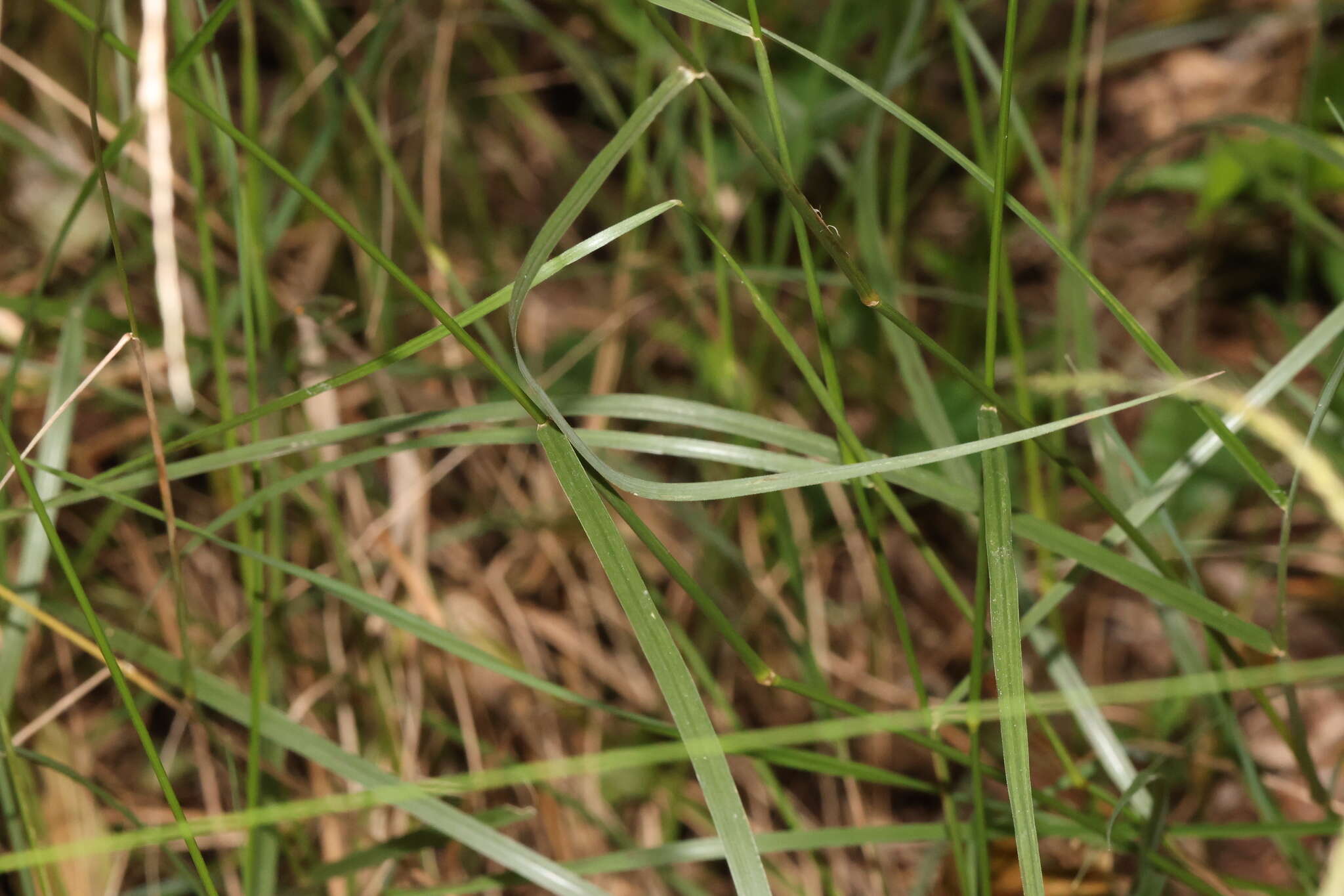 Image de Chloris ventricosa R. Br.