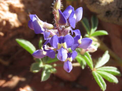 Imagem de Lupinus flavoculatus A. Heller