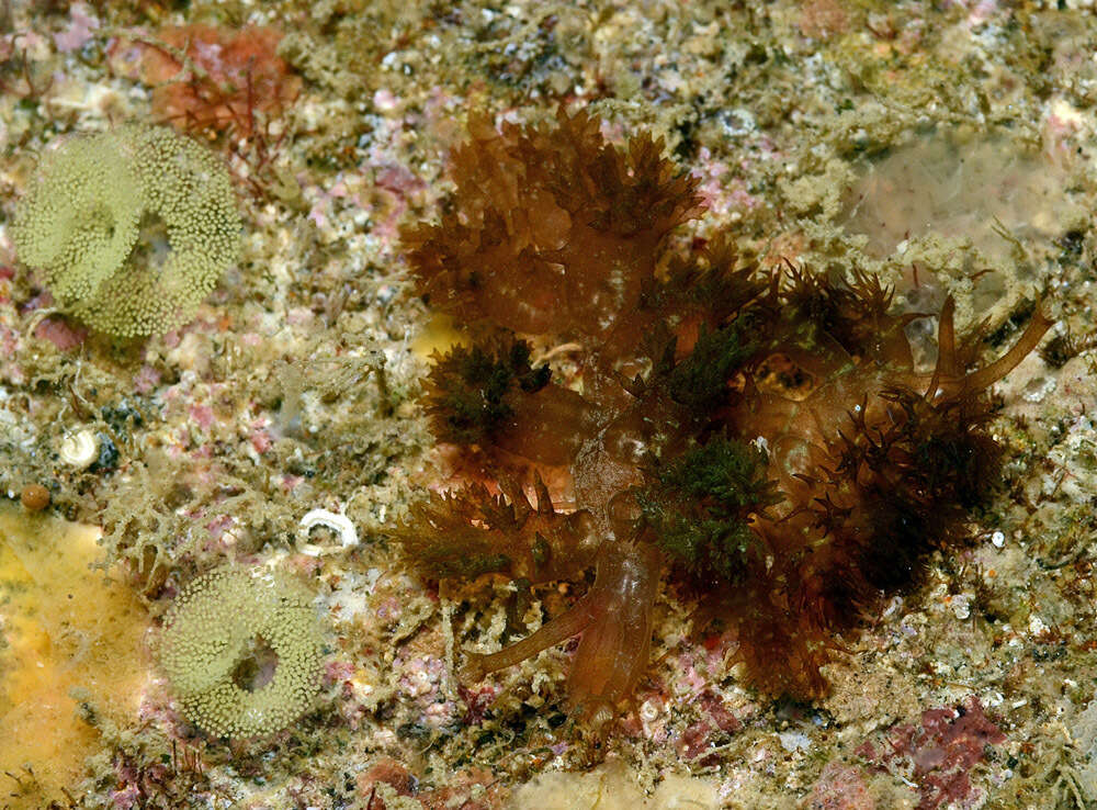 Image of Melibe digitata Gosliner & V. G. Smith 2003