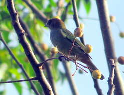 Image of Chestnut-backed Tanager