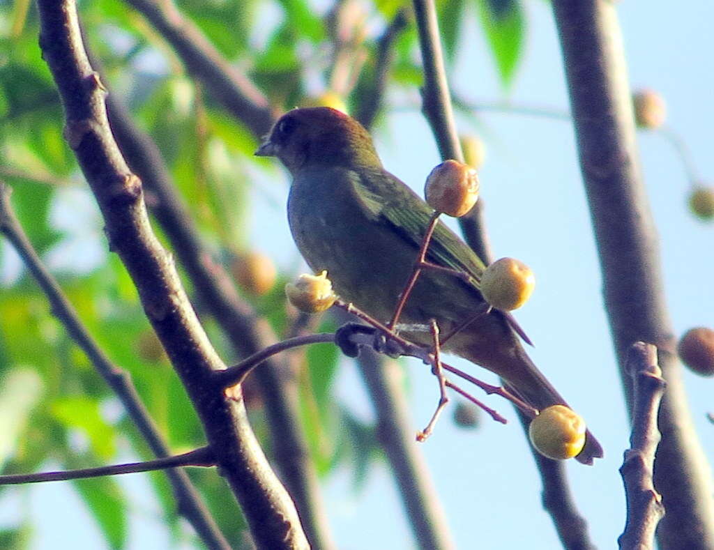 Stilpnia preciosa (Cabanis 1851) resmi