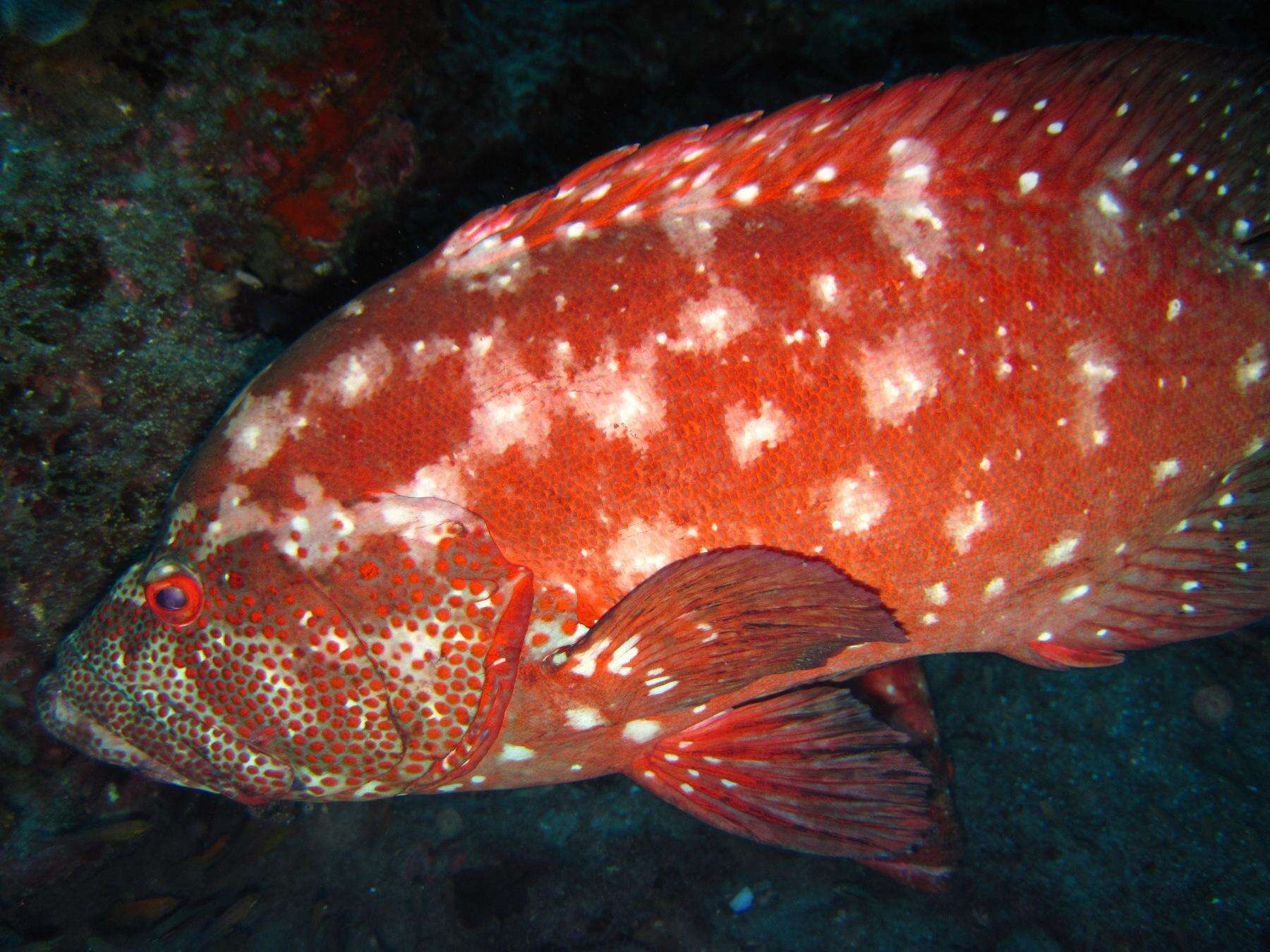 Image of Peacock rockcod