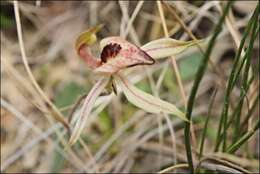 Imagem de Caladenia tessellata Fitzg.