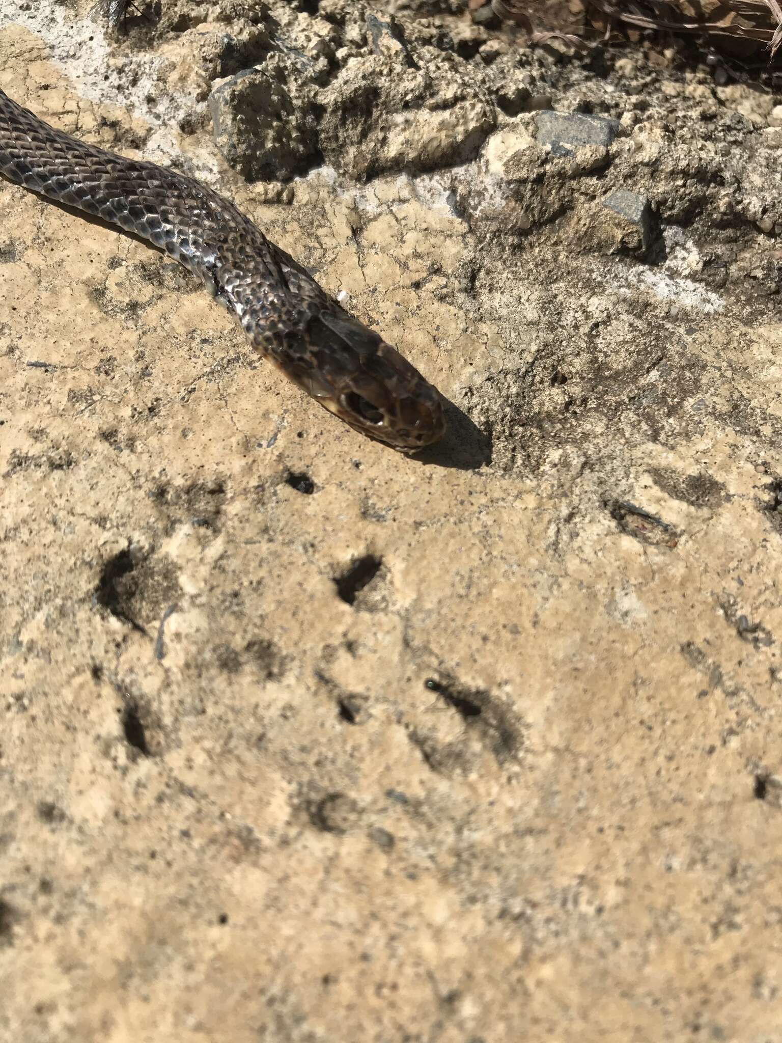 Image of Black whip snake
