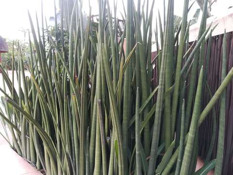 Image of African bowstring hemp