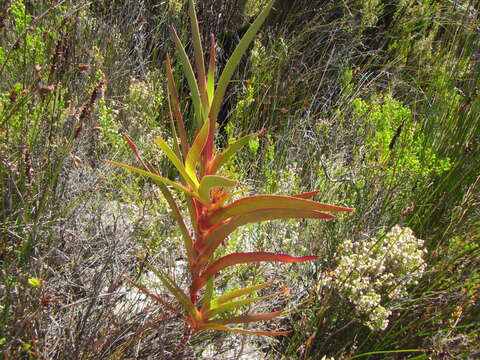 Image of Klattia stokoei L. Guthrie