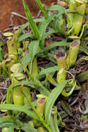 Image of Nepenthes vieillardii Hook. fil.