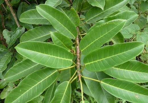 Ficus ovata Vahl的圖片