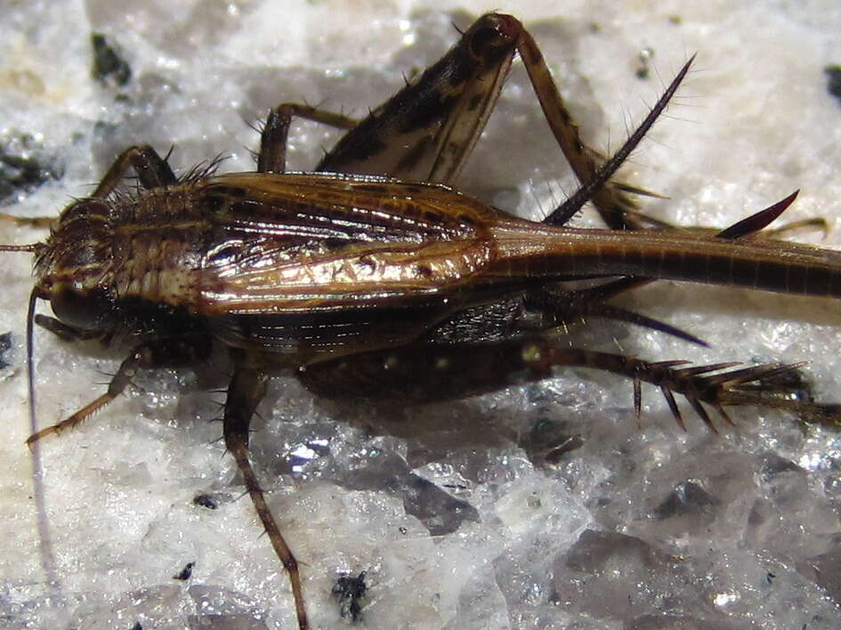 Слика од Polionemobius taprobanensis (Walker & F. 1869)