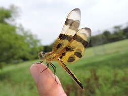 Celithemis eponina (Drury 1773) resmi