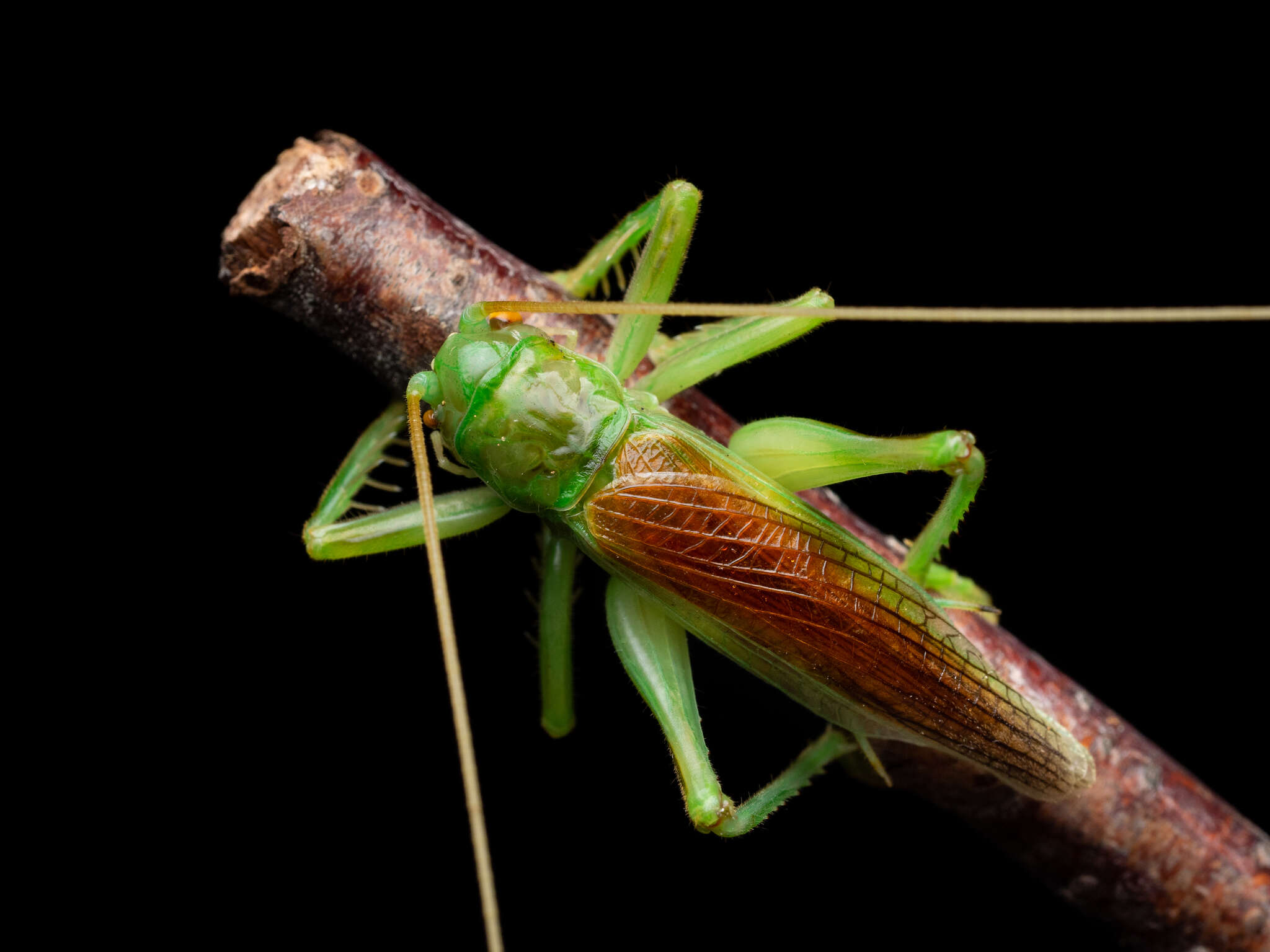 Sivun Eugryllacris japonica (Matsumura, S. & Shiraki 1908) kuva