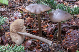 Image de Entoloma hirtipes (Schumach.) M. M. Moser 1978