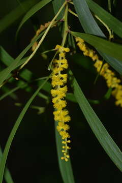 Image of Acacia spirorbis Labill.