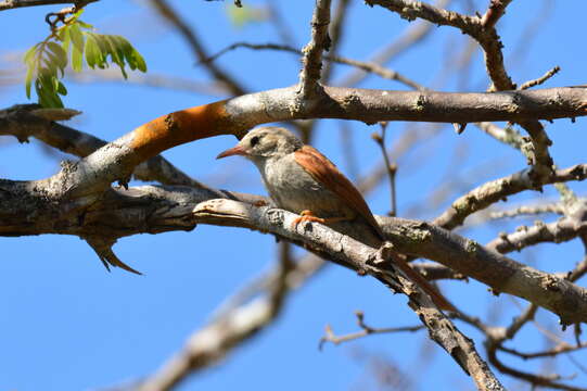 Image of Gray-headed Spinetail