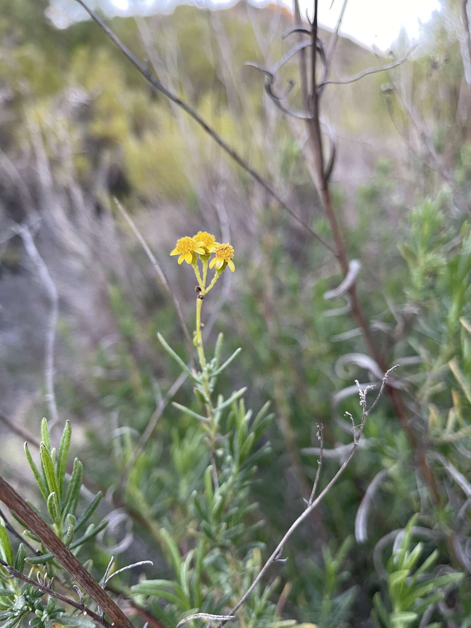 Image of <i>Senecio <i>linearifolius</i></i> var. linearifolius