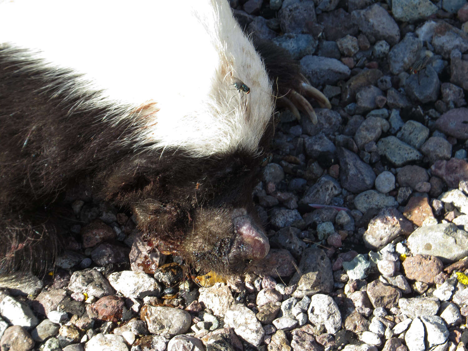 Image of American Hog-nosed Skunk