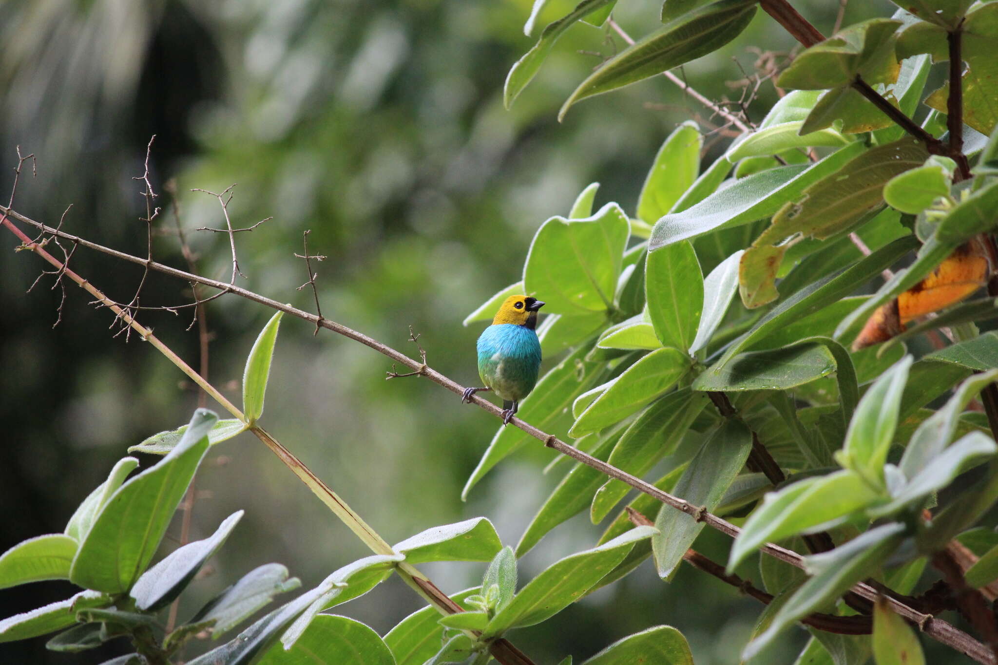 Image of Gilt-edged Tanager