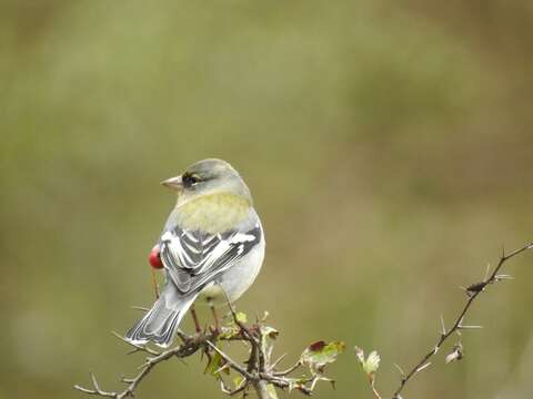 Imagem de Fringilla coelebs africana Levaillant & J 1850