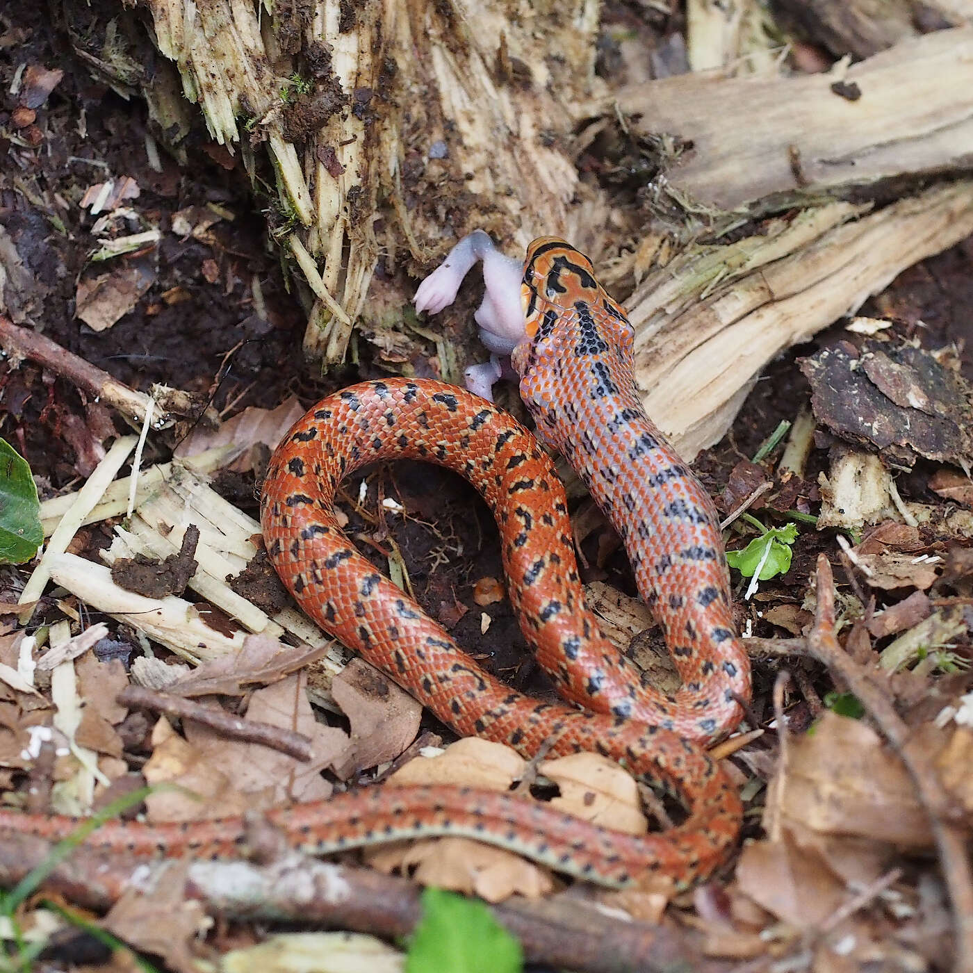 Image of Burrowing Ratsnake