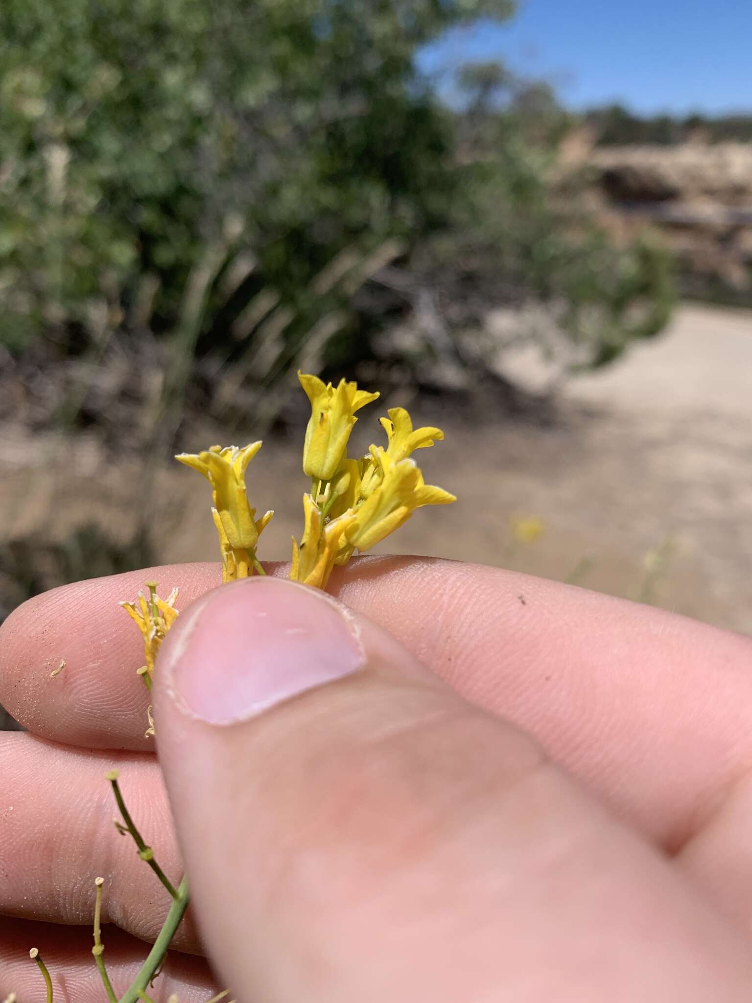 Sisymbrium linifolium (Nutt.) Nutt.的圖片