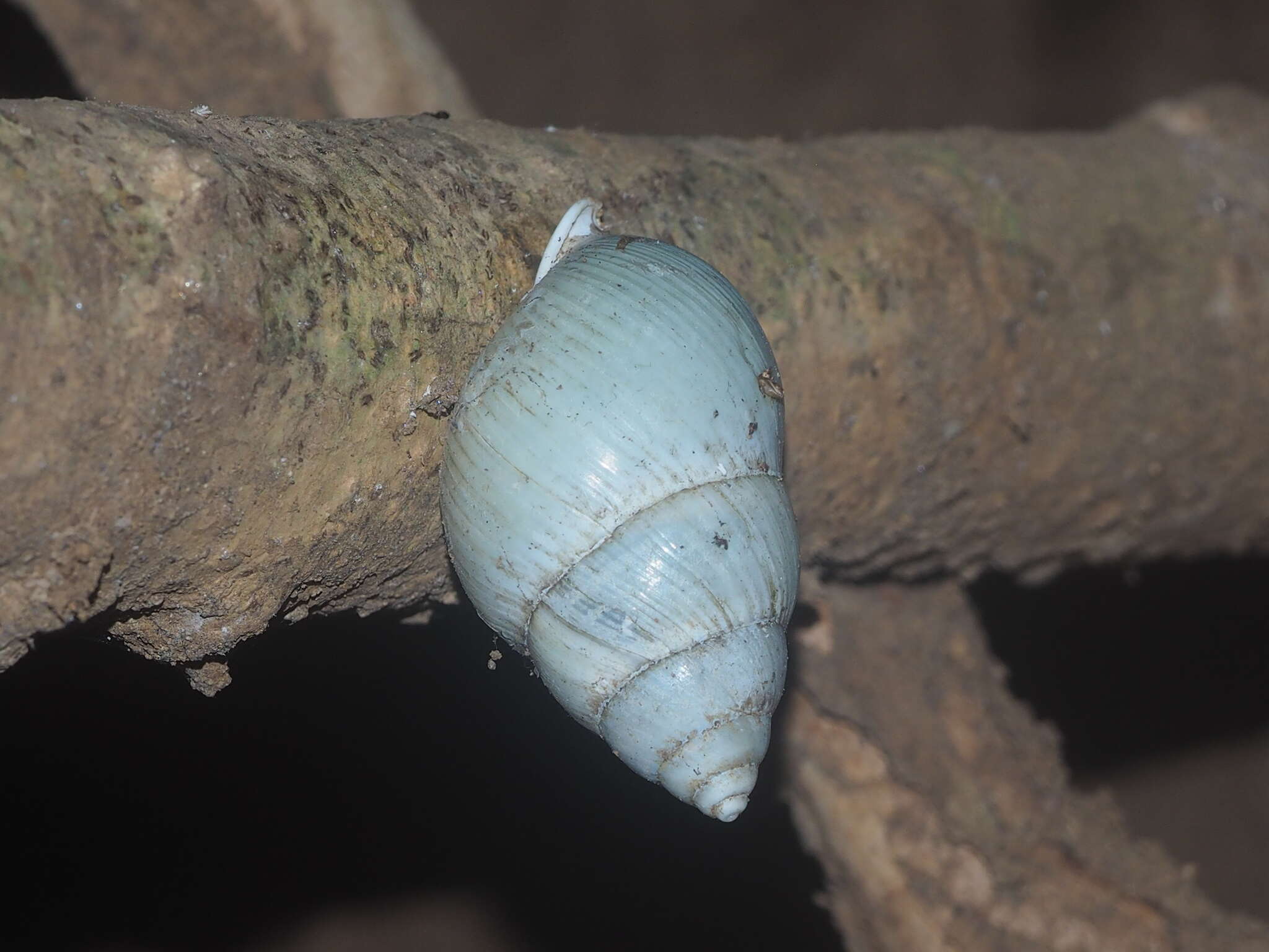 Image of <i>Amphidromus palaceus</i>