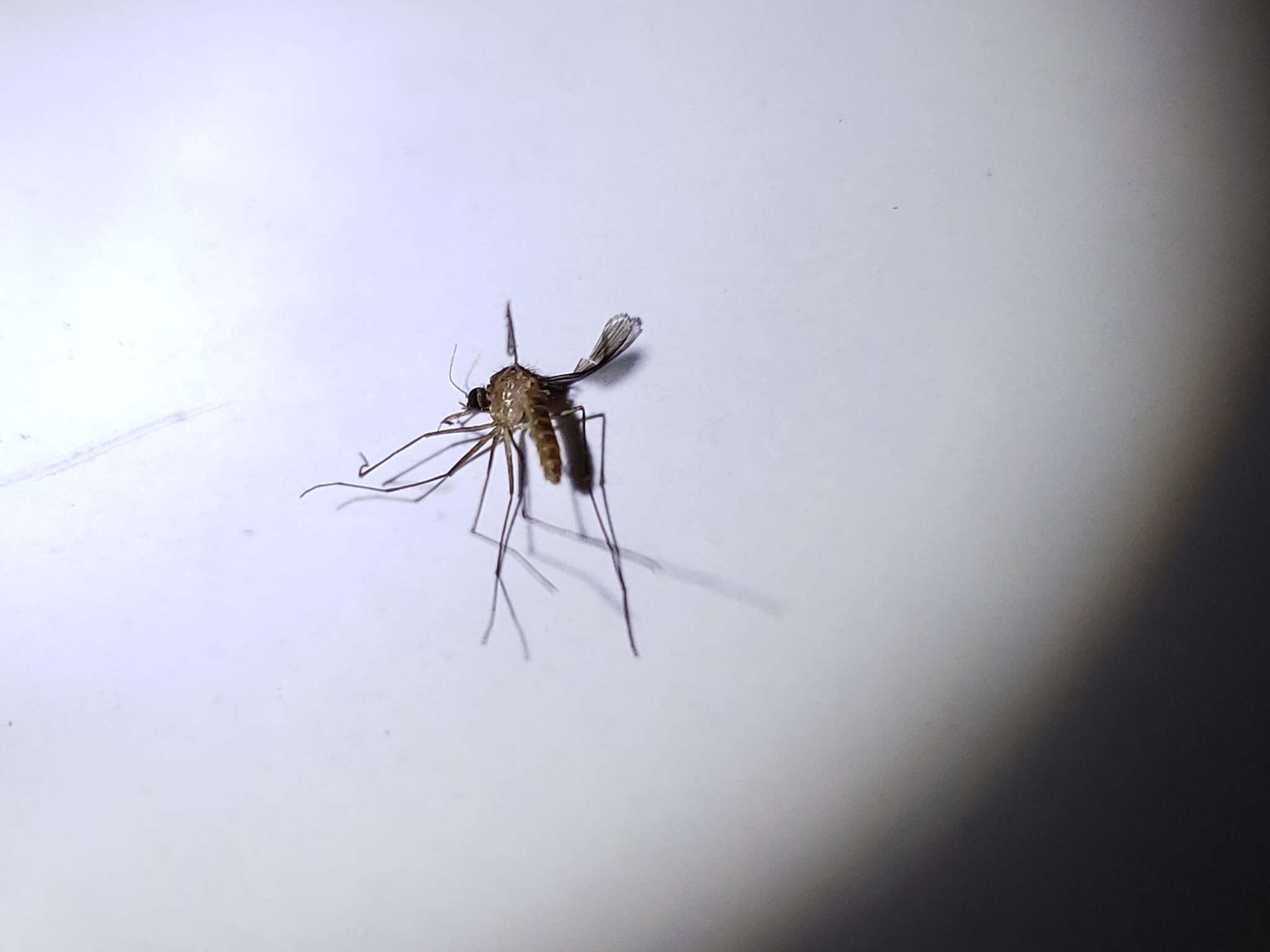 Image of mosquito