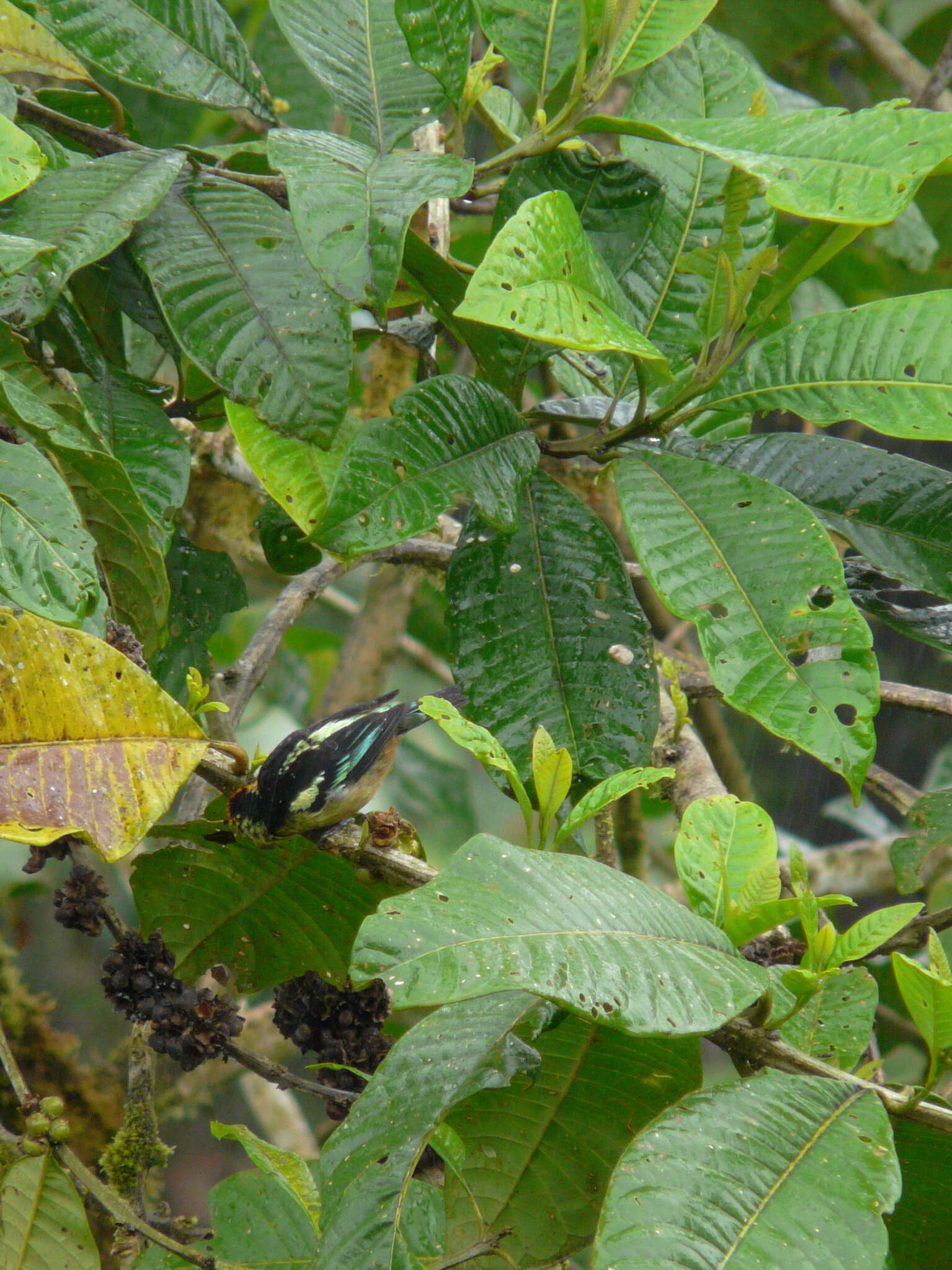 Image of Flame-faced Tanager