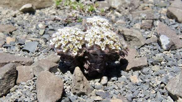 Image of Nassauvia lagascae (D. Don) F. Meigen