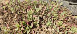 Image of cultivated beet