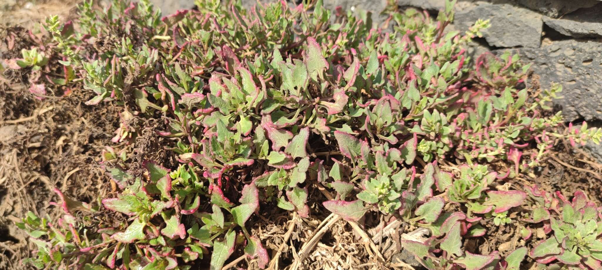 Image of cultivated beet