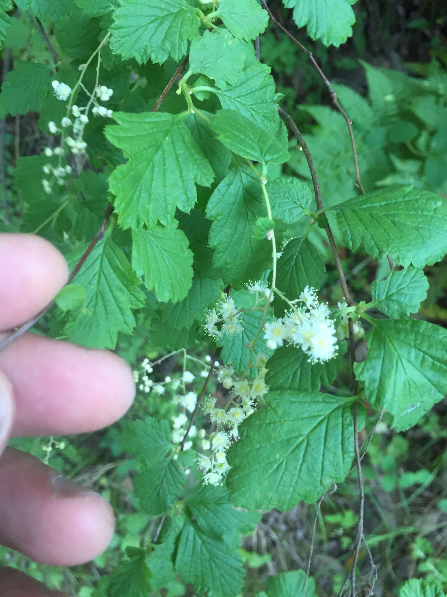 Image of Holodiscus discolor (Pursh) Maxim.