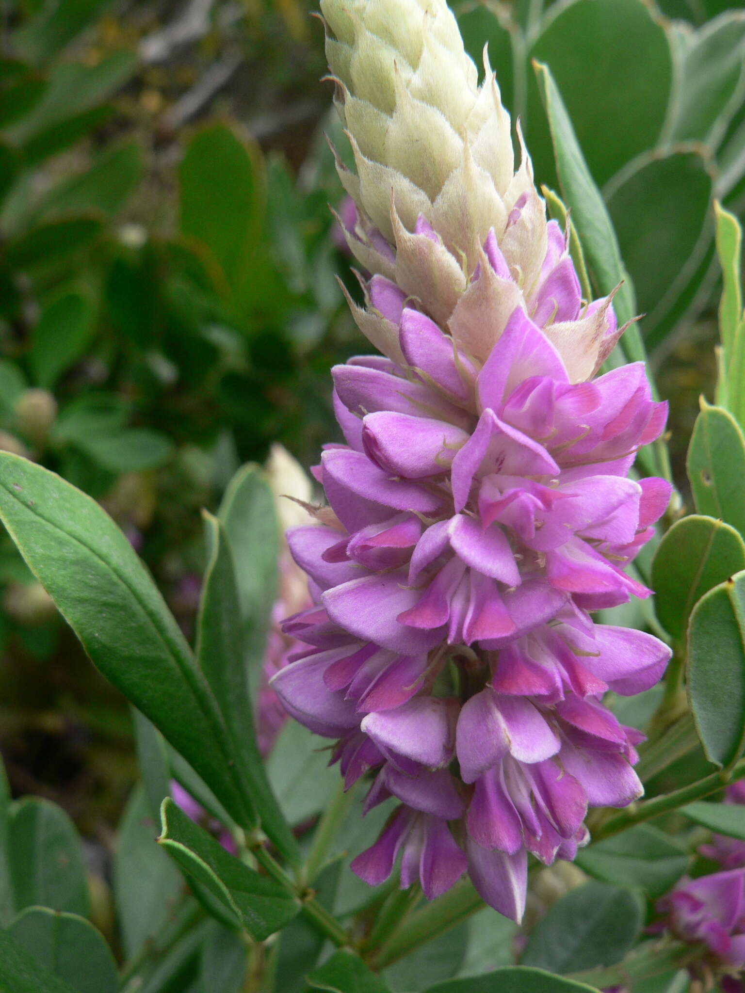 Imagem de Indigofera cytisoides Thunb.