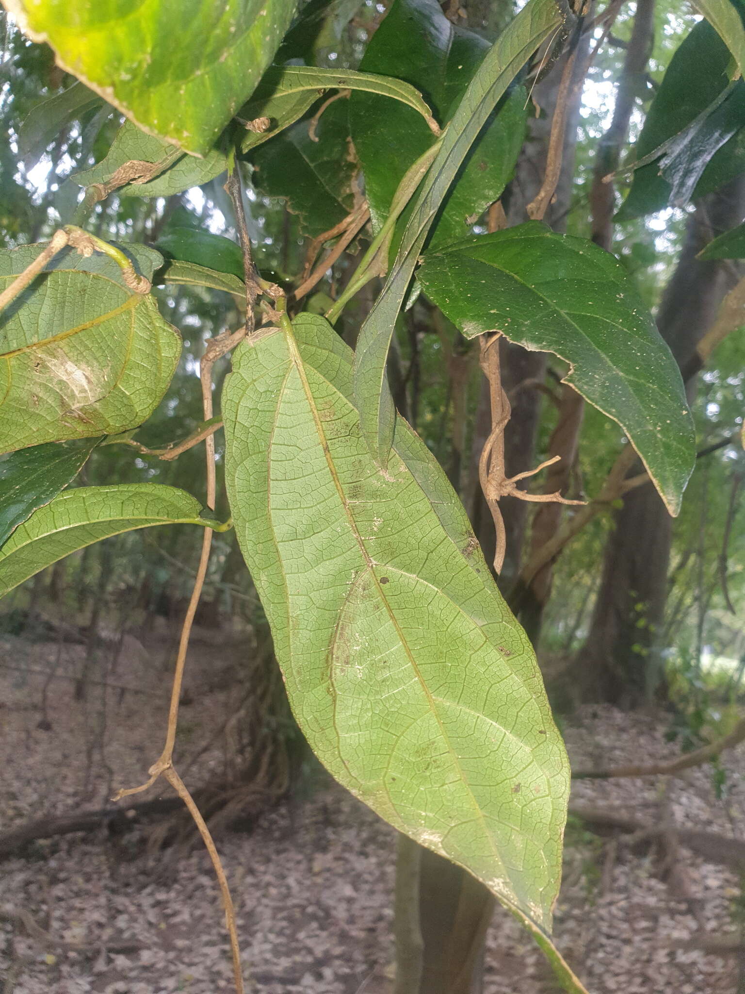 صورة Aristolochia praevenosa F. Müll.