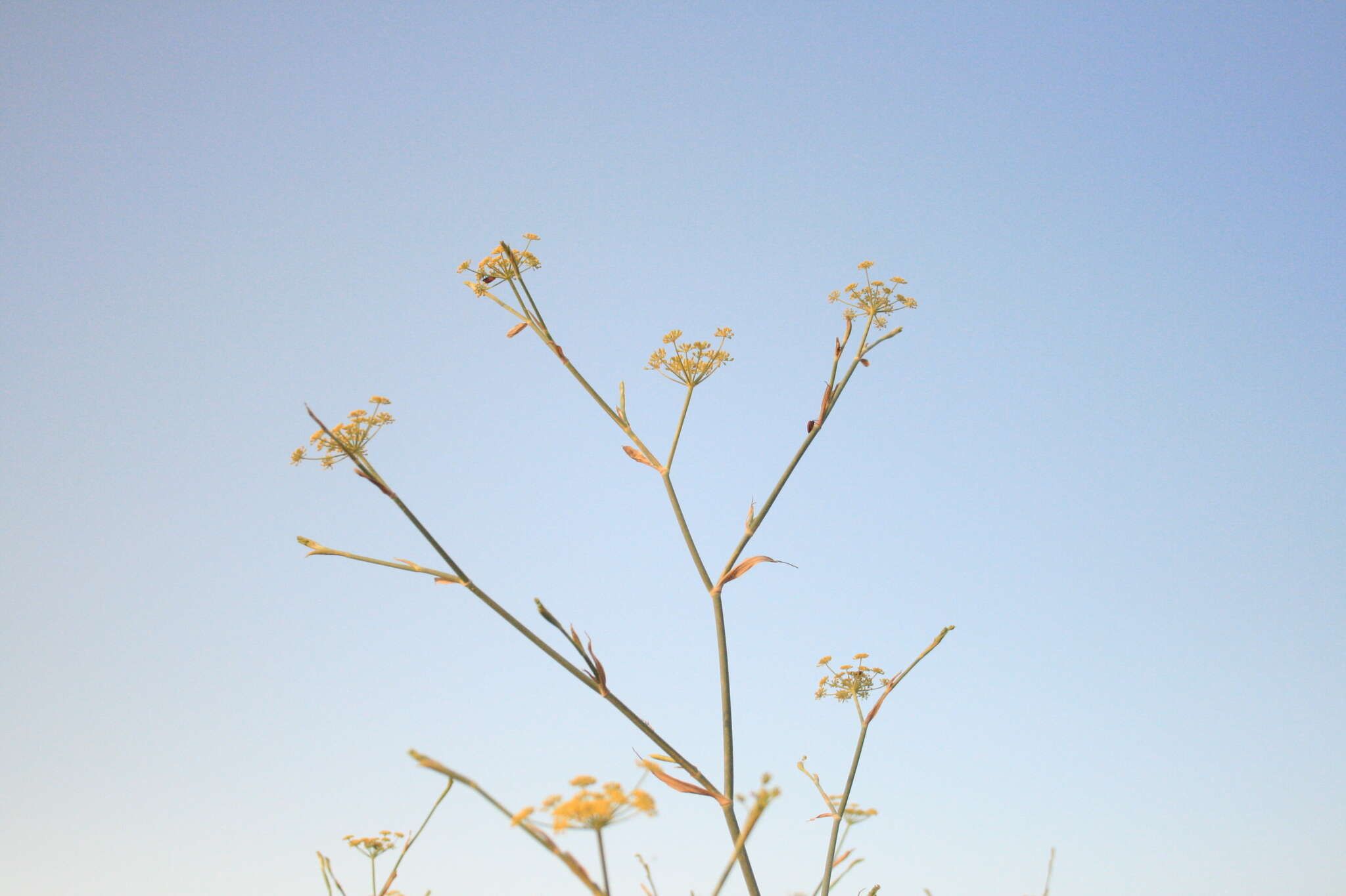 Image of Foeniculum vulgare subsp. piperitum (Ucria) Cout.