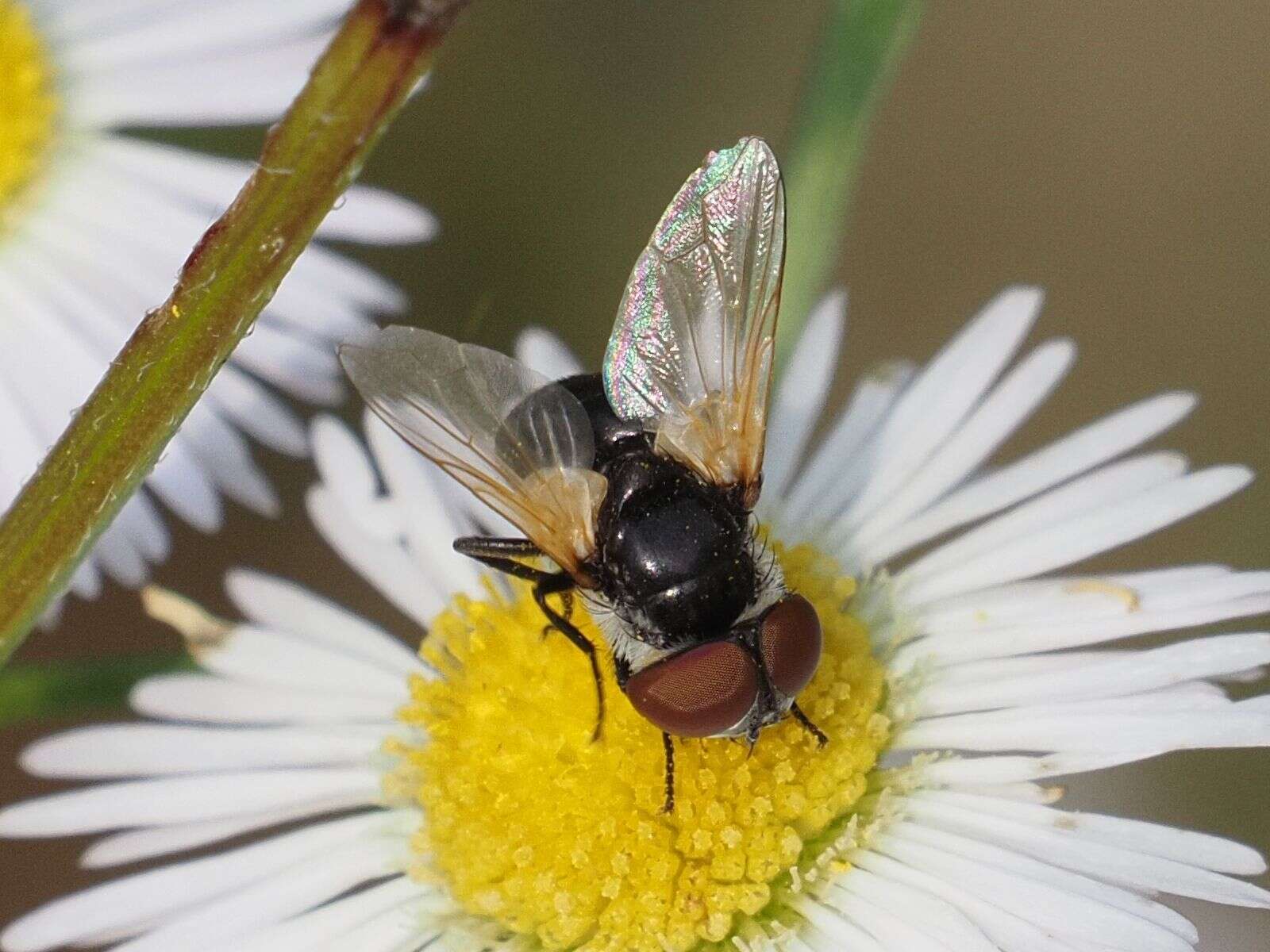 Image of Elomya lateralis (Meigen 1824)