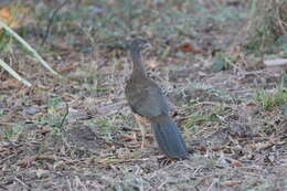 Image of Chaco Chachalaca