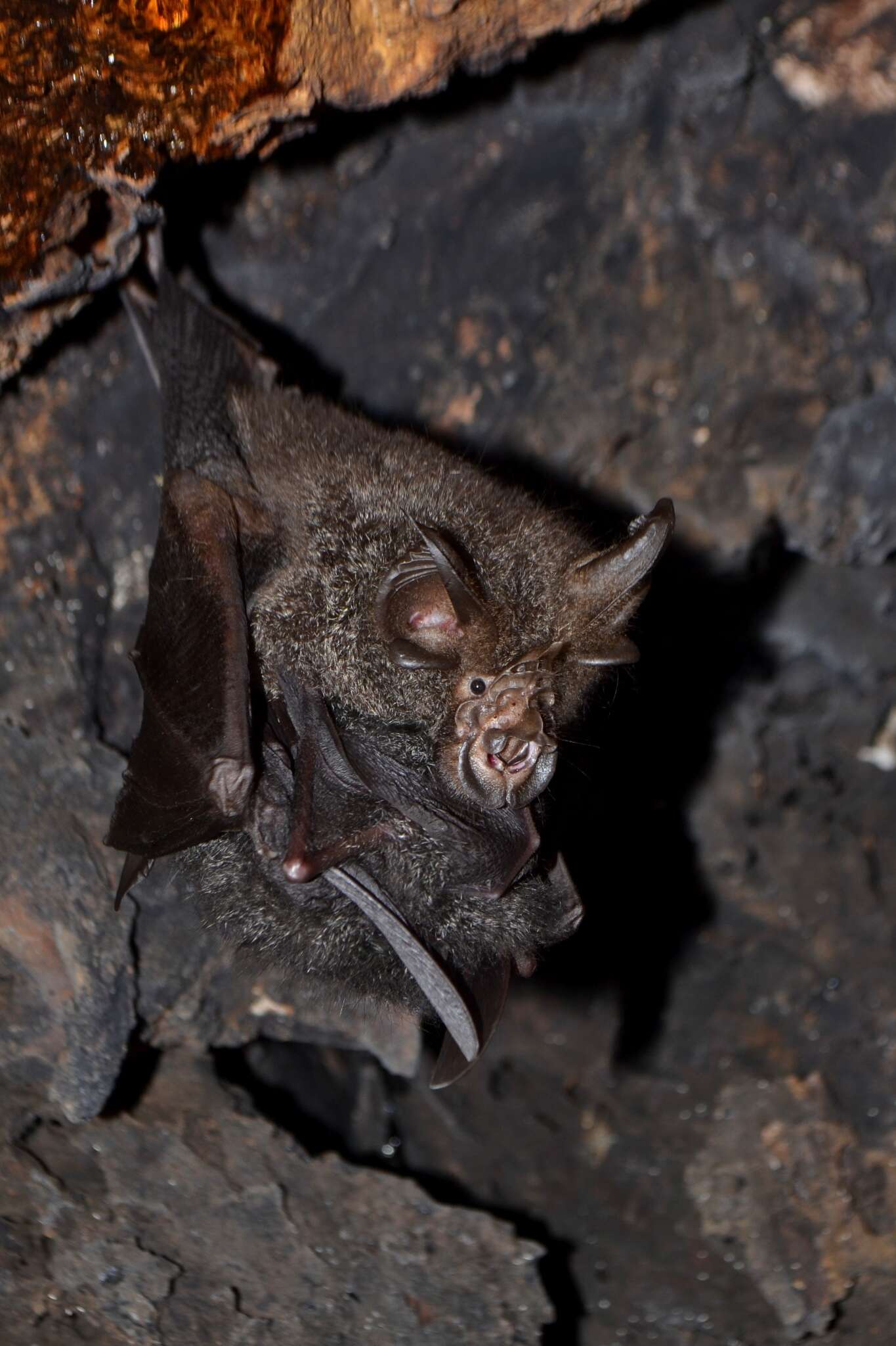 Image of Great Woolly Horsehoe Bat