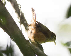 Image of Isthmian Wren