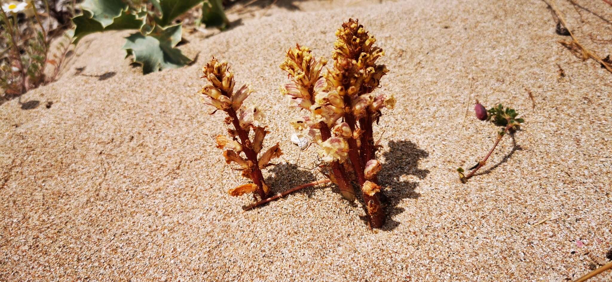 Imagem de Orobanche litorea Guss.