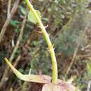 Image of Rubus roseus Poir.