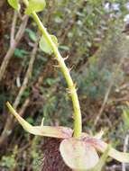 Image of Rubus roseus Poir.