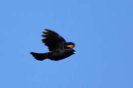 Image of Tawny-shouldered Blackbird