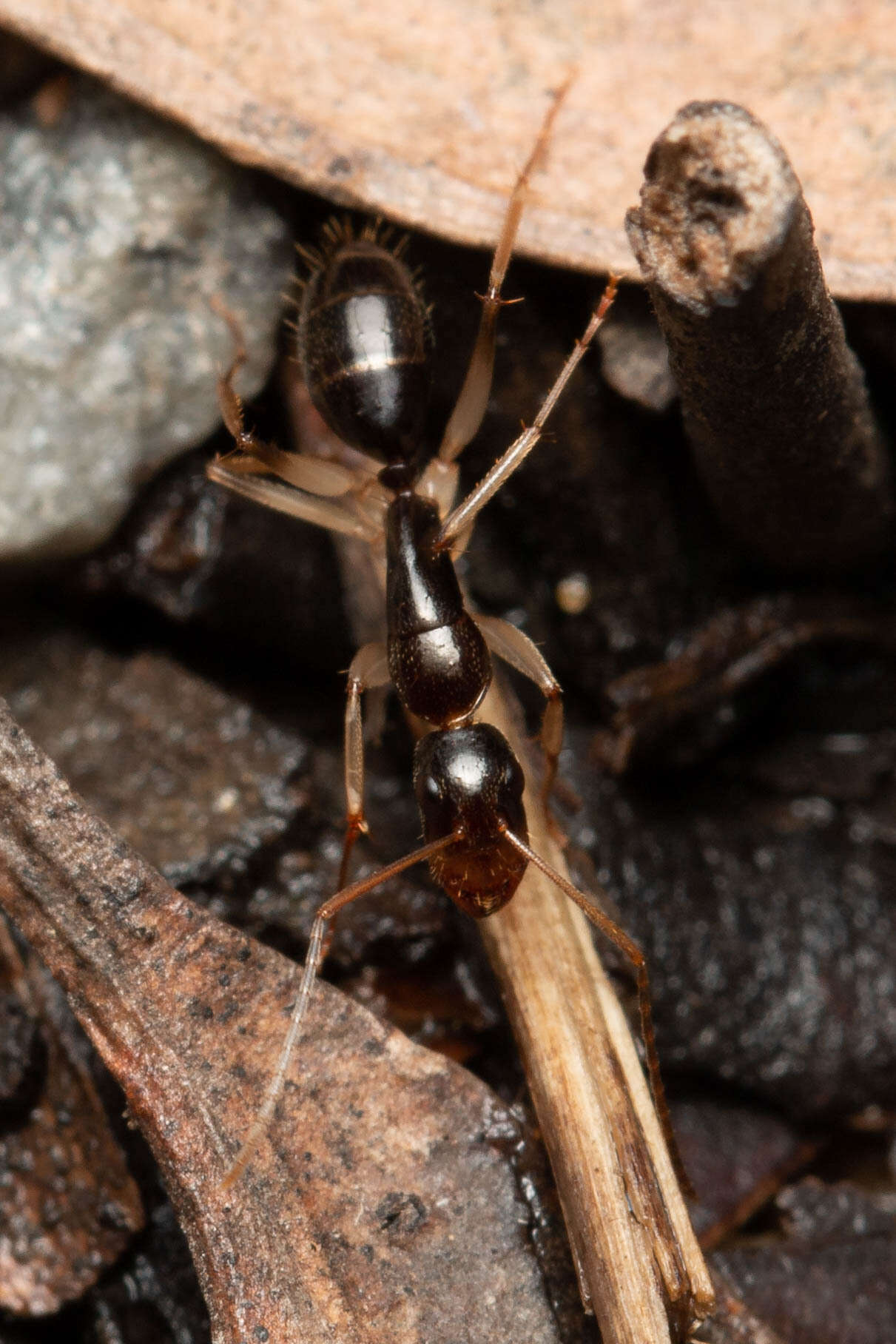 Image of <i>Camponotus elegans</i>