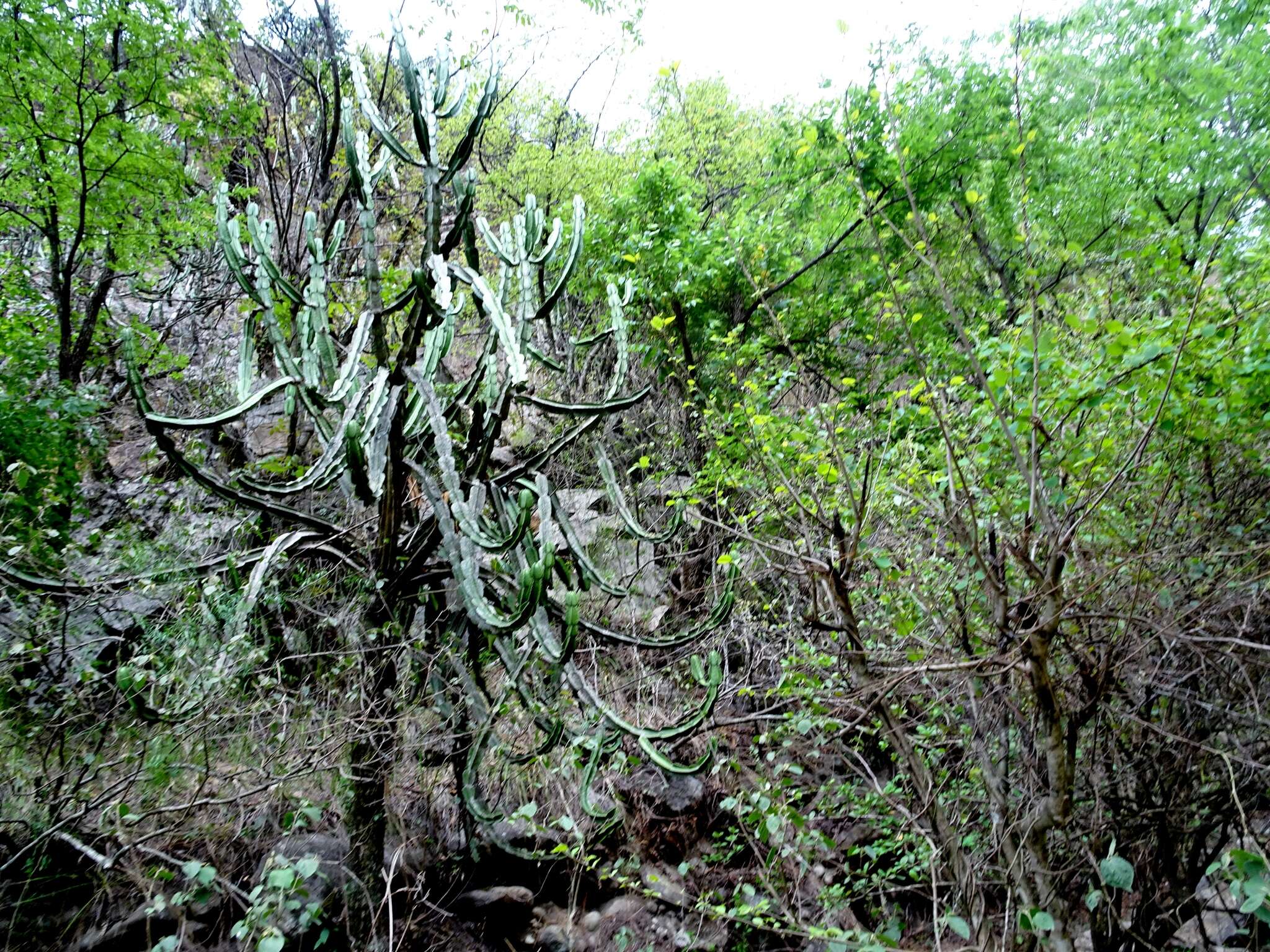 Image of Euphorbia royleana Boiss.