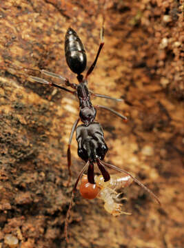 Imagem de Odontomachus troglodytes Santschi 1914