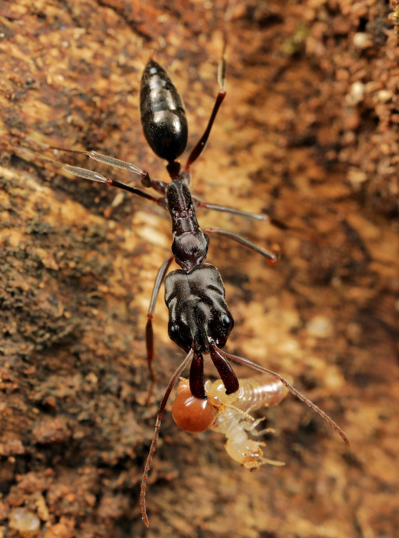 Image of Odontomachus troglodytes Santschi 1914